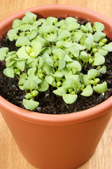 Basilikum wird in einem Topf zum Umpflanzen vorgezogen