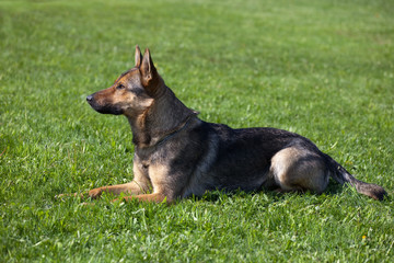 German Shepherd laying on the green grass