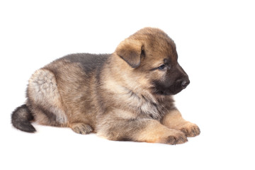 sheepdogs puppy isolated on white background