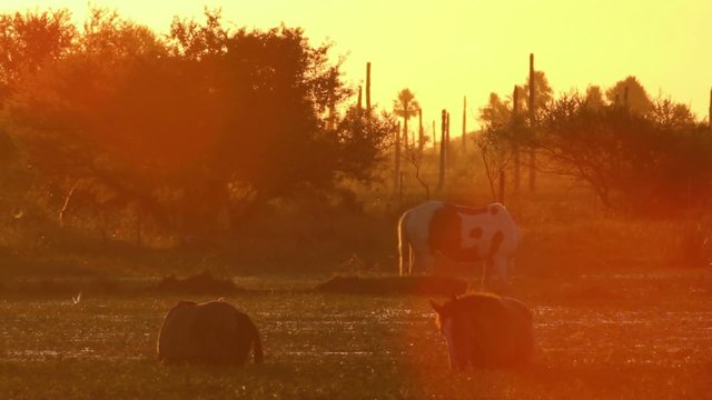 Pferde im Sonnenuntergang