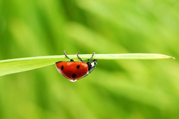 ladybug on grass