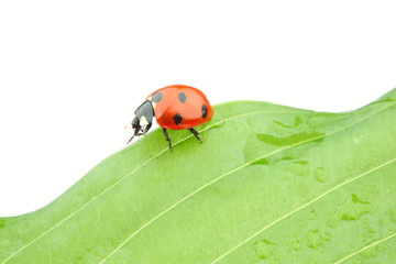 ladybug on leaf