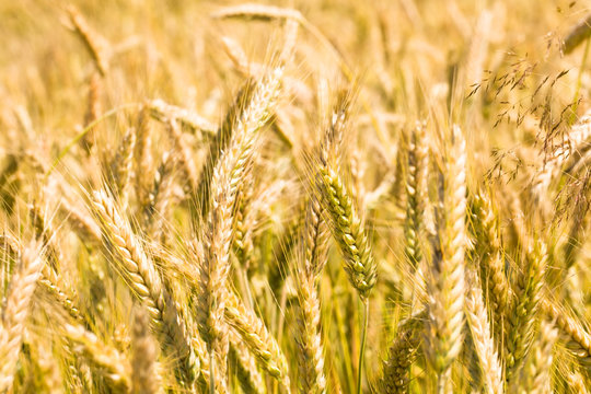 Ripened wheat