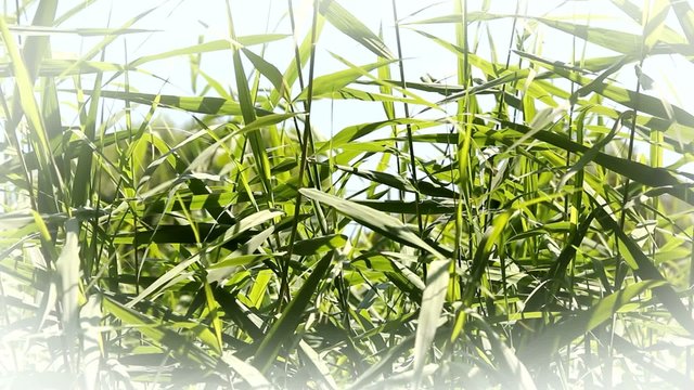 Swaying reed