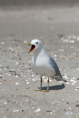 Schreiende Möwe
