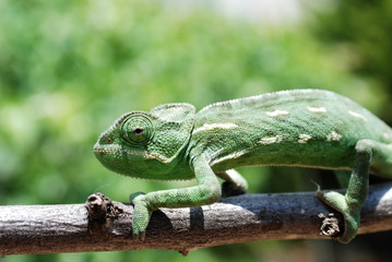 Fototapeta premium Chameleon on branch