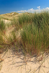 Sand dune with helmet grass