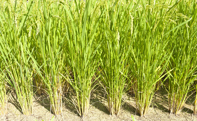 Rice field