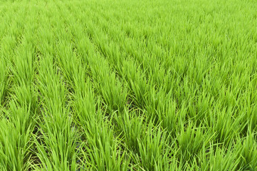 Rice field