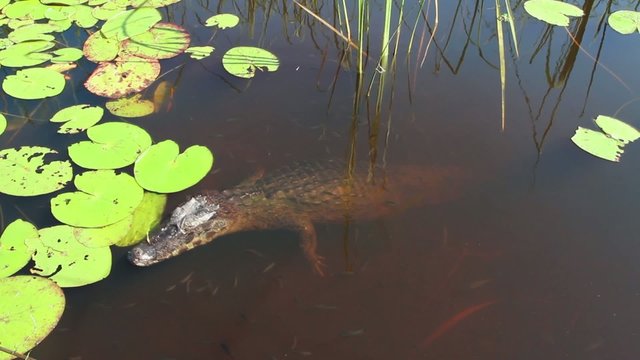 Kaiman im Wasser