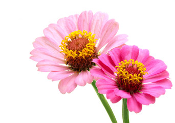 Two pink zinnia flowers isolated on white background