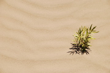 Vida en el desierto