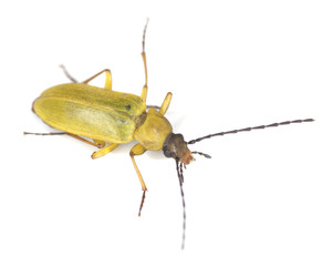 Cteniopus sulphureus isolated on white background