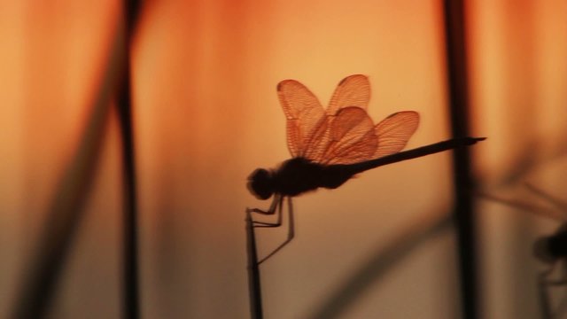 Libellen im Scherenschnitt