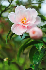 Obraz premium ツバキ