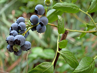 Heidelbeeren - Vaccinium