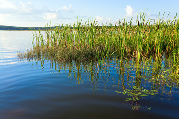 Summer rushy lake