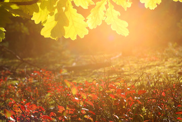 Autumn Nature Background