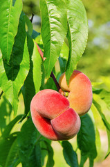 Plattpfirsich - saturn peach 03