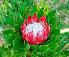 Red pink protea