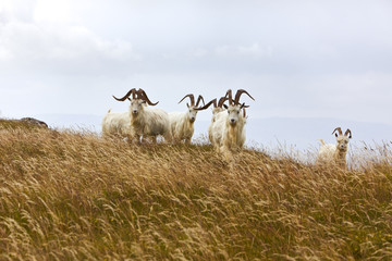 Kashmir goats, North Wales © eyewave