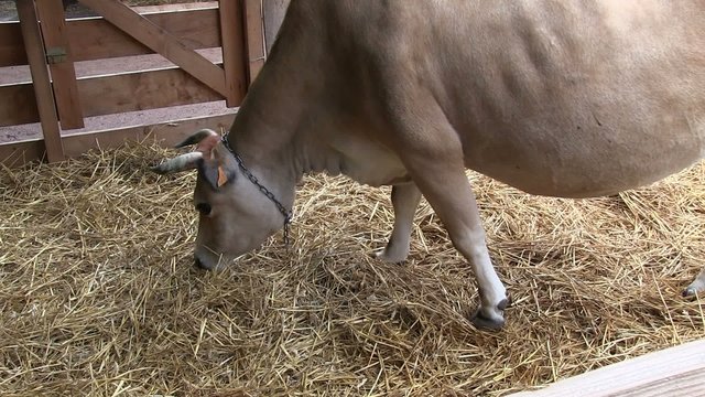 vache de concours vue de profil