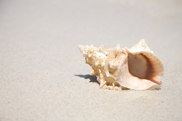 波打ち際にある巻貝