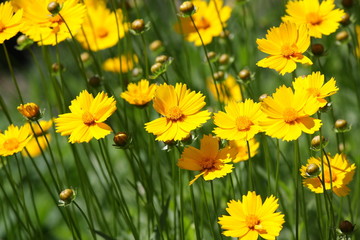 Fototapeta premium Yellow flowers.