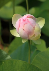 lotus nelumbo nucifera