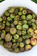 faule Äpfel