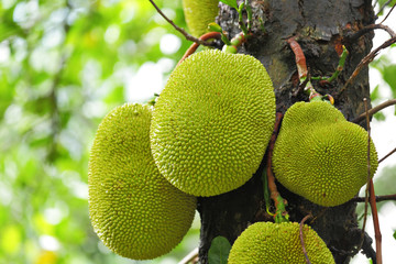 Jackfruit on tree
