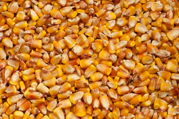 maize kernels
