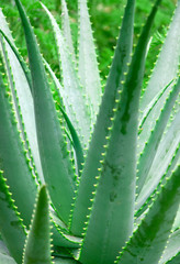 aloe vera