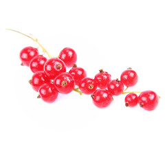 Red Currant on white background