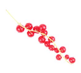 Red Currant on white background