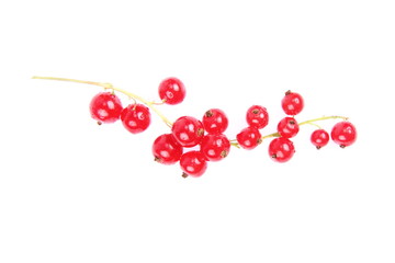 Red Currant on white background