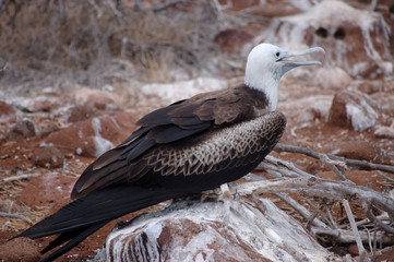 Female Frigatebird, Galapagos.
