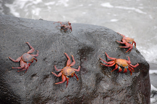 Red lightfoot crabs on black stone, Galapagos.