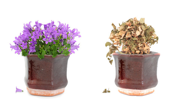 Fototapeta Alive and dead purple flowers in pot