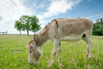 donkey