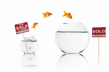 gold fish in a fishbowl