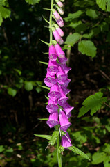 digitalis