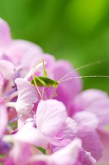 ツユムシの幼虫
