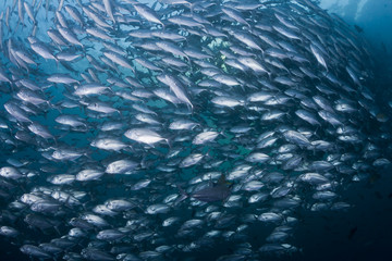 Obraz premium School of Black Jacks