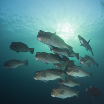 Bumphead Parrotfish