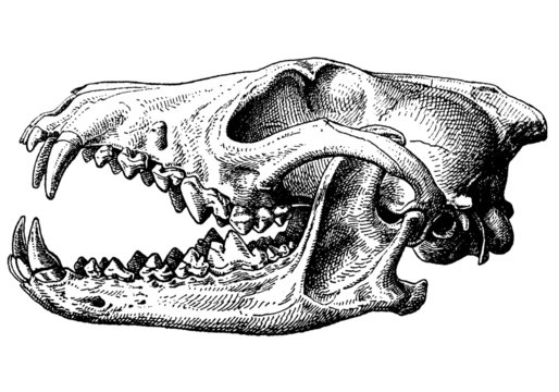Wolf_Sch&auml;del_Gebiss