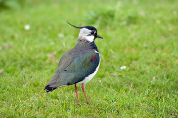 Lapwing