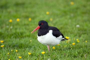 Oystercatcher