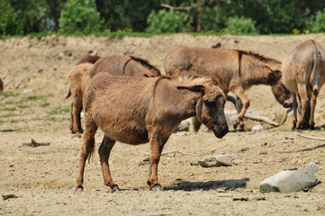 Donkeys at the watering hole
