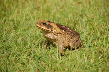 Le crapaud dans l'herbe